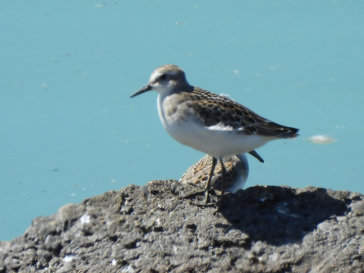 Sandstrandläufer - ML643333890