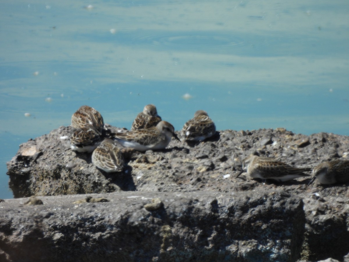 Sandstrandläufer - ML643333891
