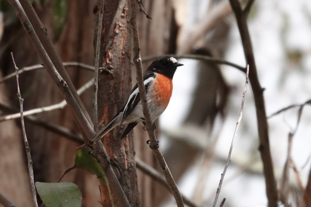 Scarlet Robin - ML643333897
