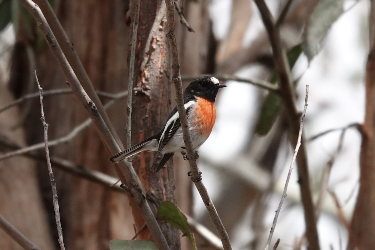 Scarlet Robin - ML643333898