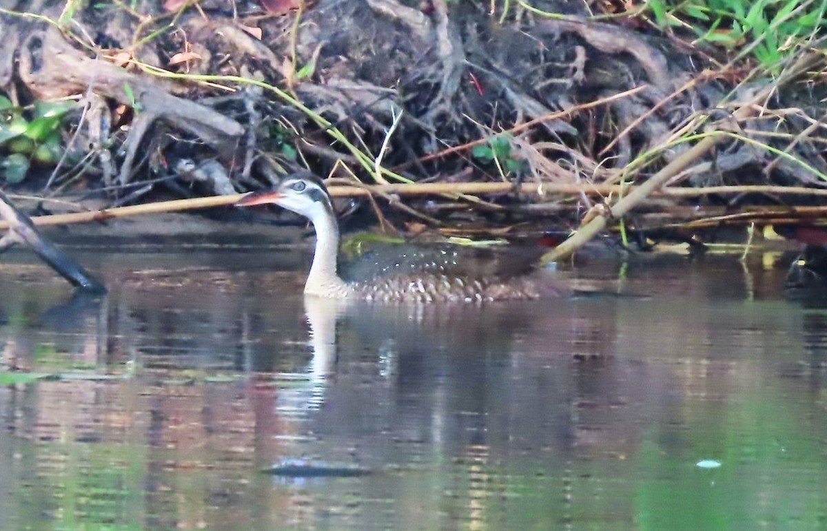 African Finfoot - ML643333921