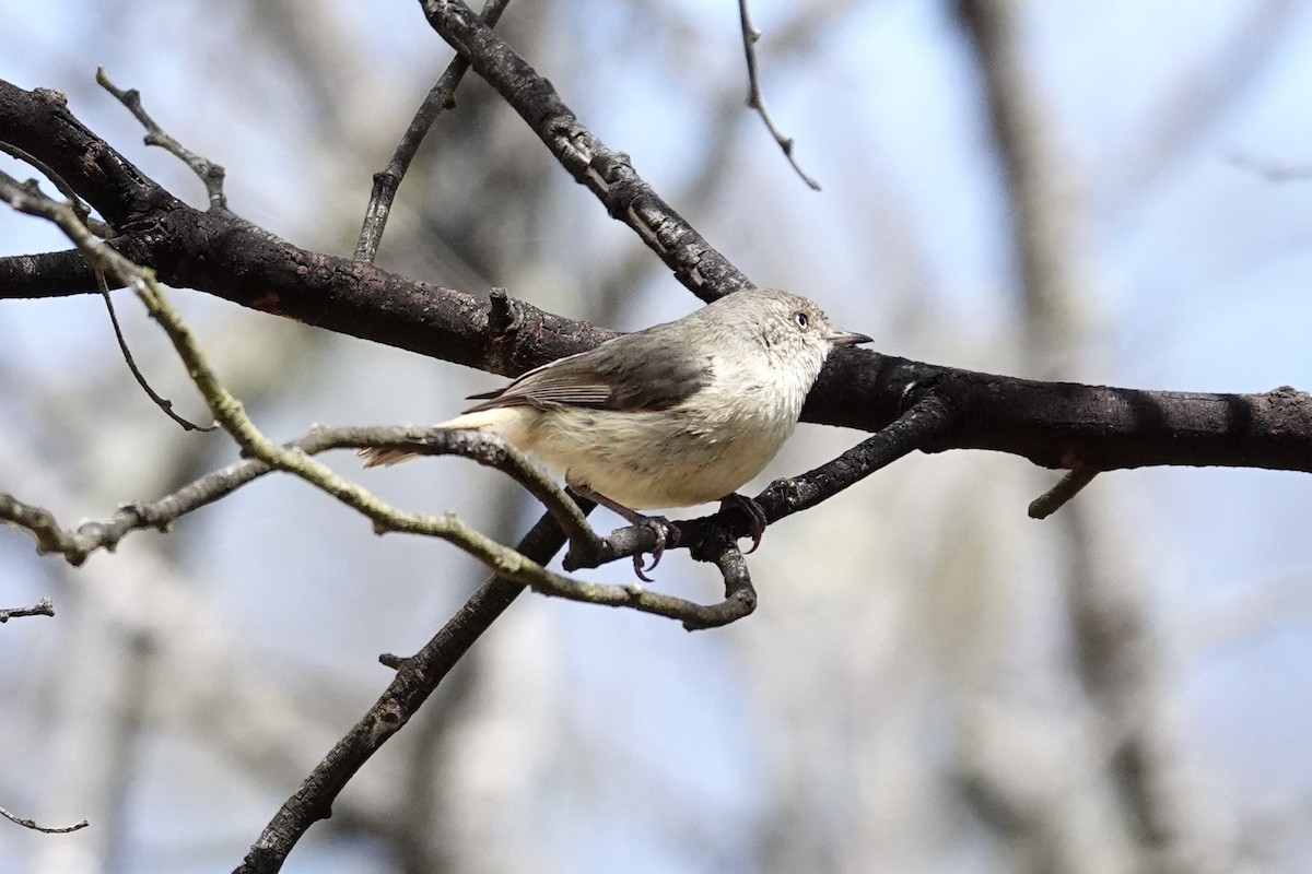 Buff-rumped Thornbill - ML643333924