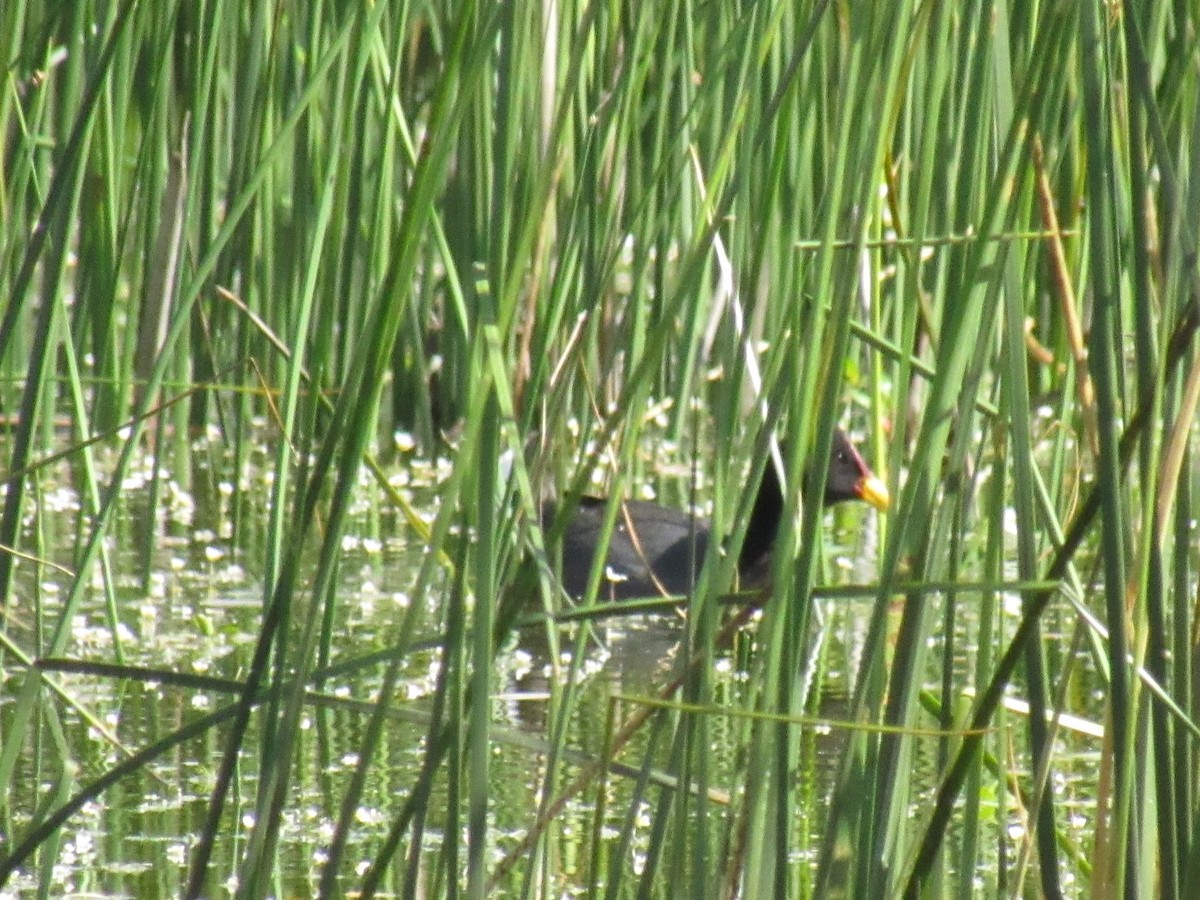 Red-fronted Coot - ML643333926