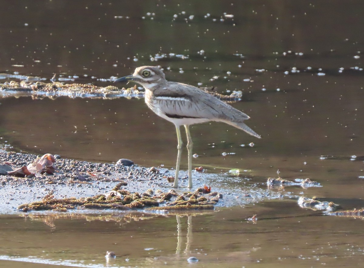 Water Thick-knee - ML643333935