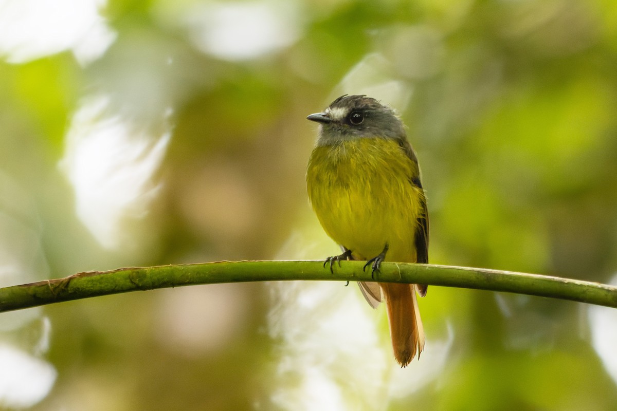 Ornate Flycatcher - ML643333937