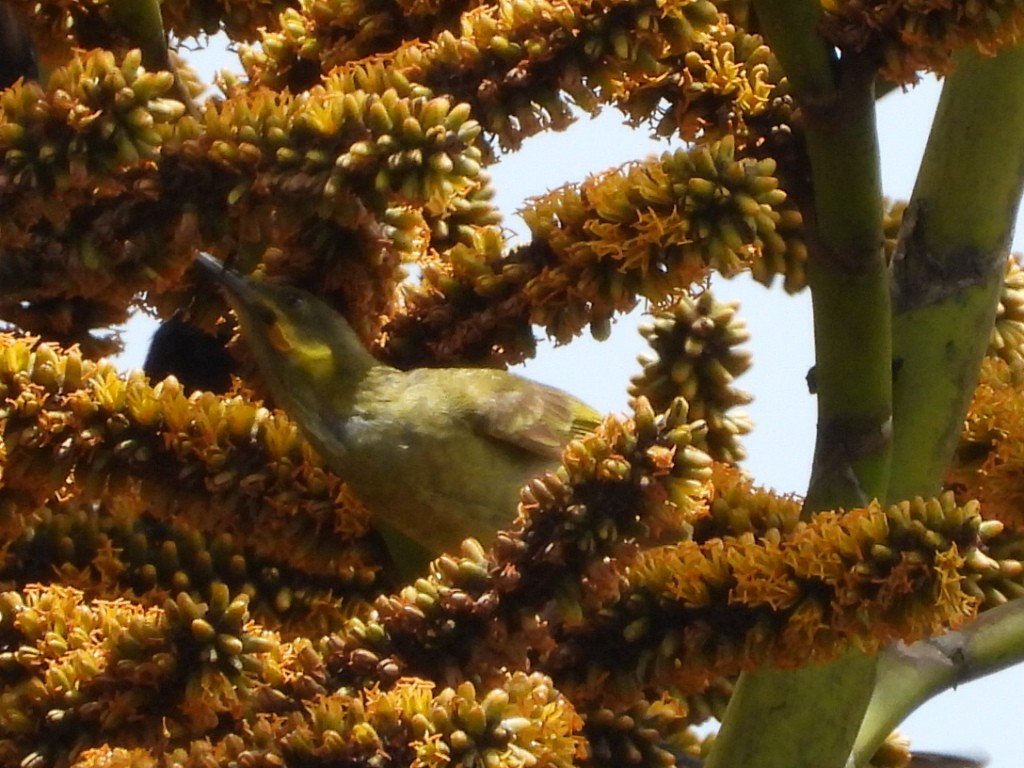 Eastern Wattled-Honeyeater - ML643333942