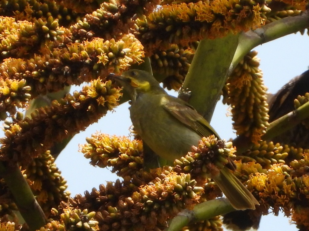 Eastern Wattled-Honeyeater - ML643333943