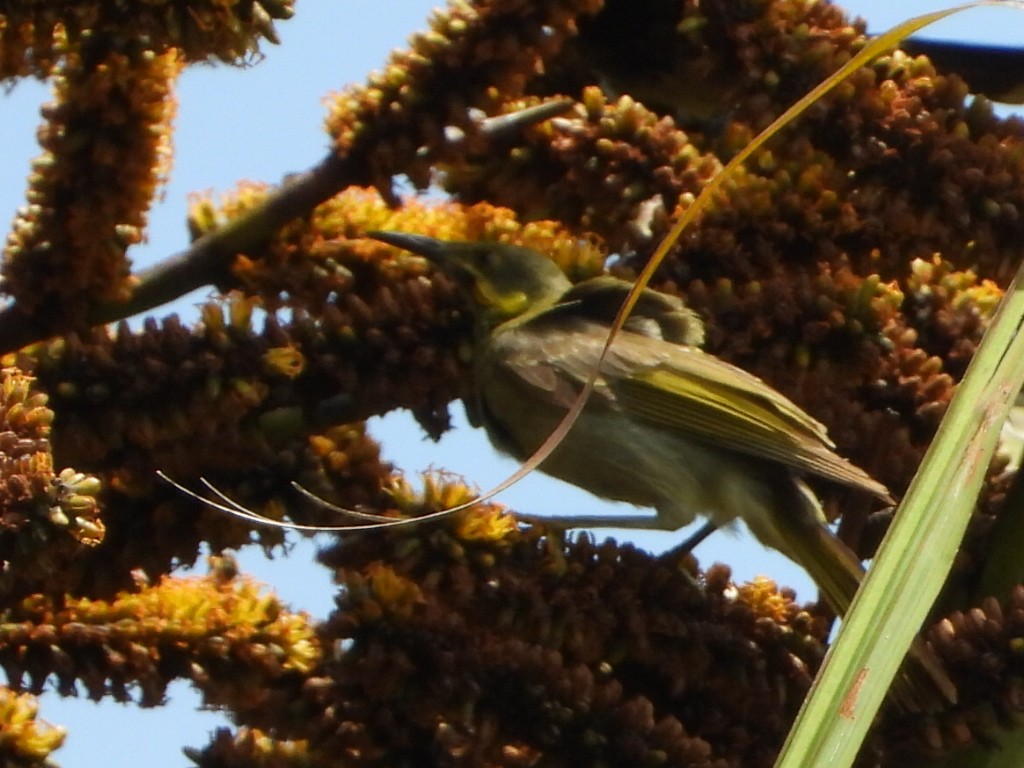 Eastern Wattled-Honeyeater - ML643333944