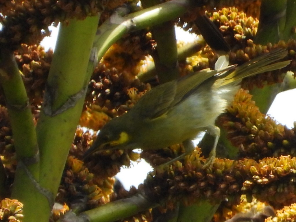 Eastern Wattled-Honeyeater - ML643333946