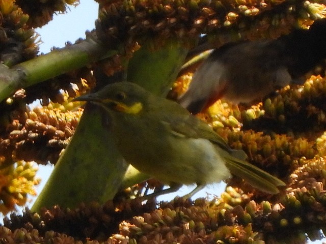 Eastern Wattled-Honeyeater - ML643333947