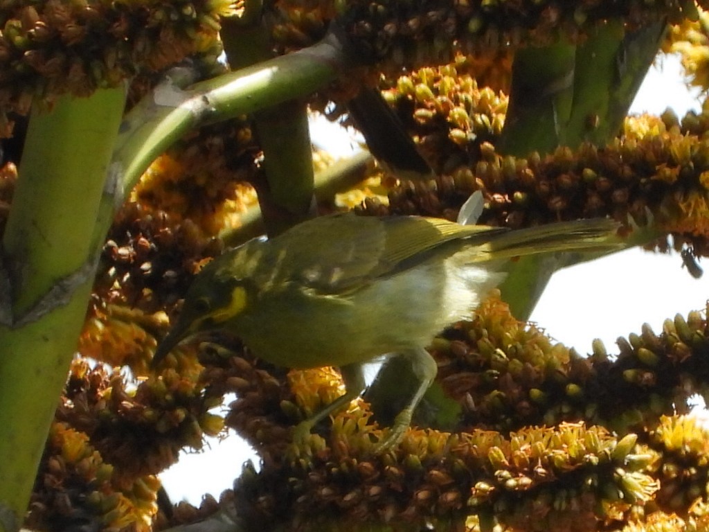 Eastern Wattled-Honeyeater - ML643333948