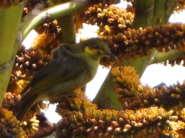 Eastern Wattled-Honeyeater - ML643333949