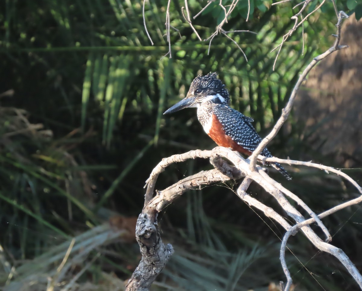 Giant Kingfisher - ML643333964