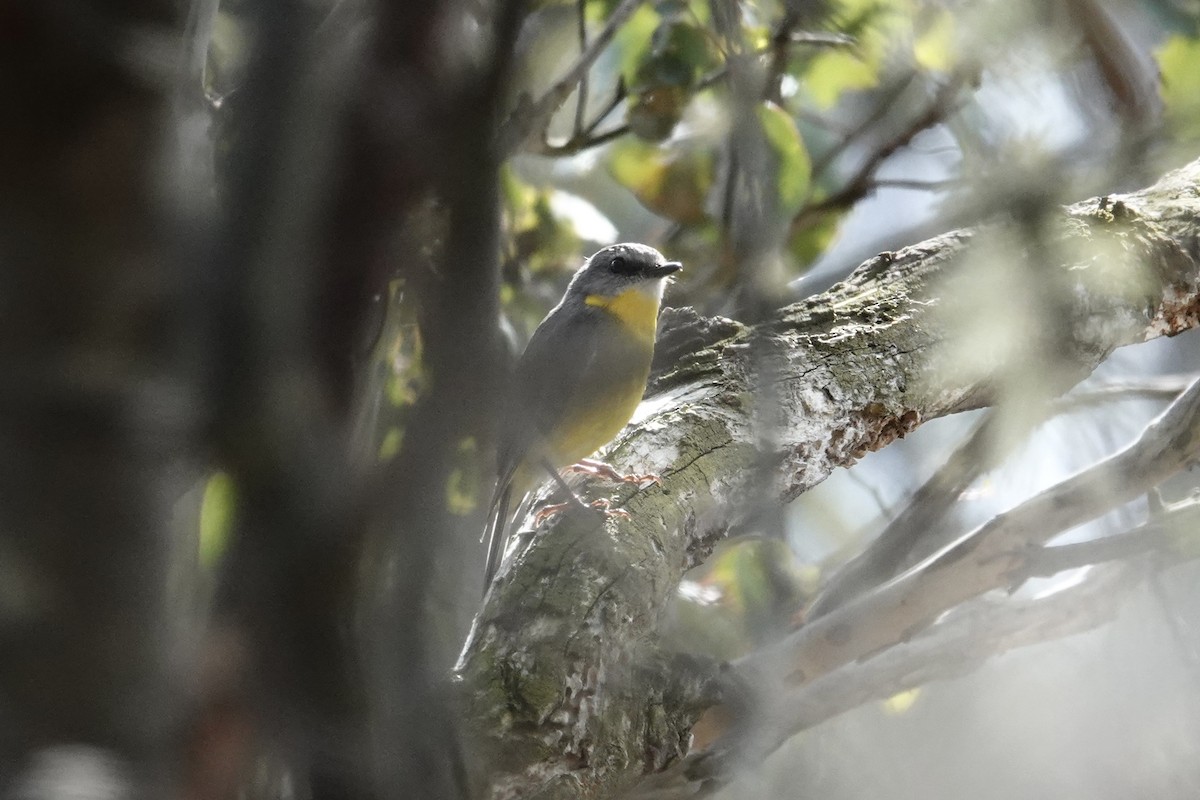 Eastern Yellow Robin - ML643333966