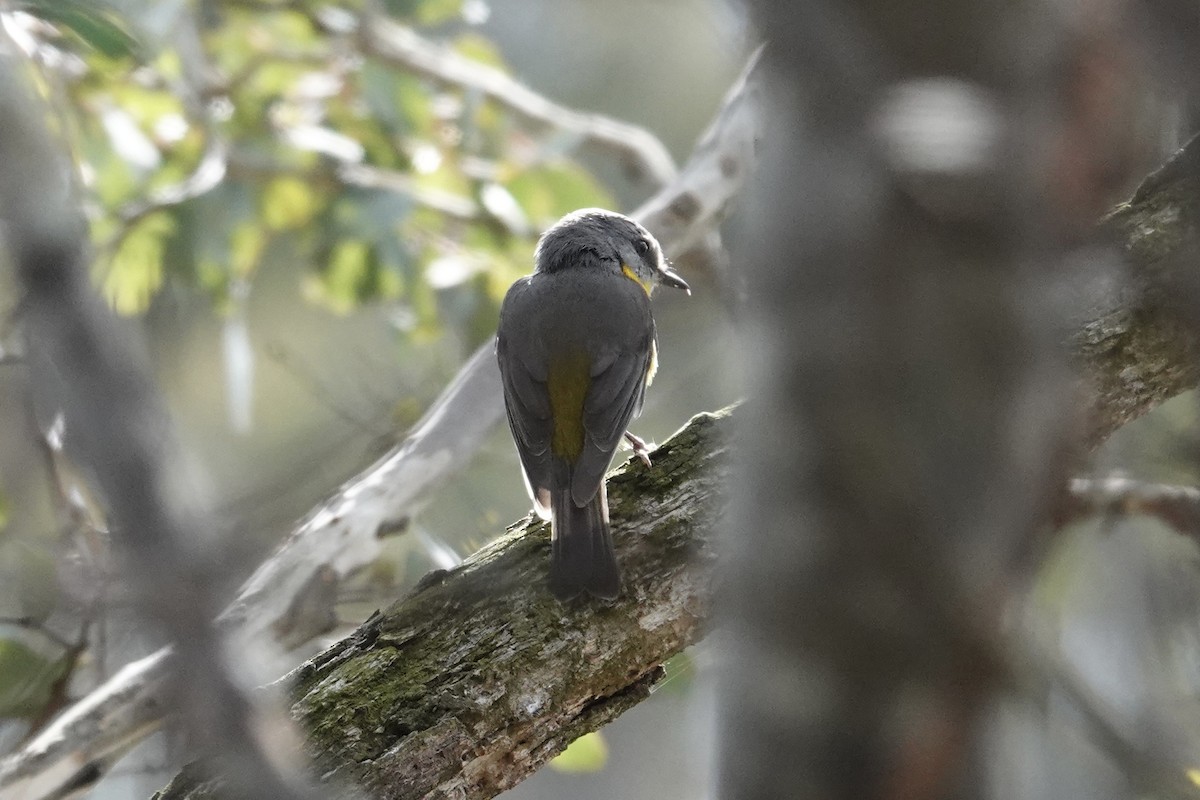 Eastern Yellow Robin - ML643333967