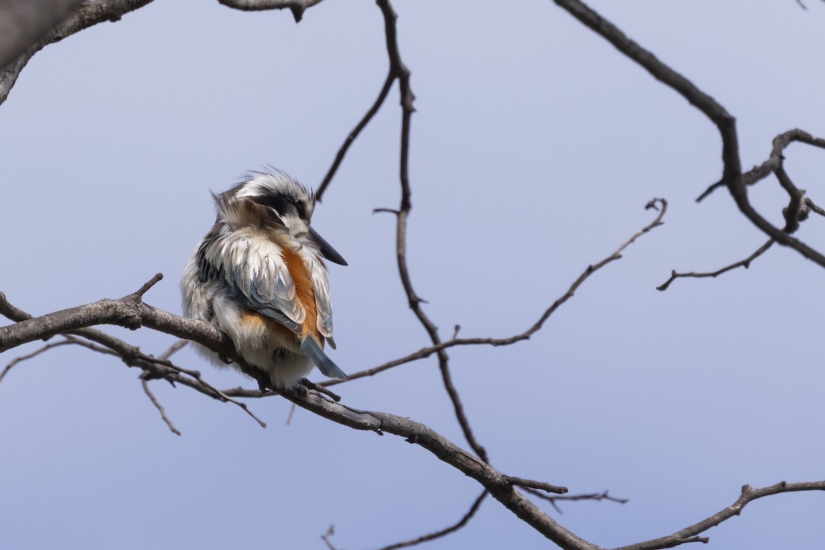 Red-backed Kingfisher - ML643333988