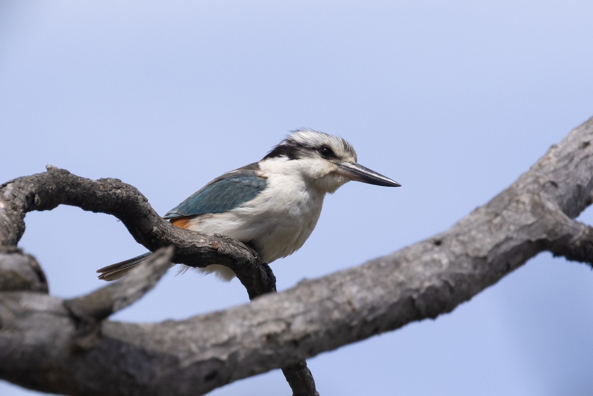 Red-backed Kingfisher - ML643333989