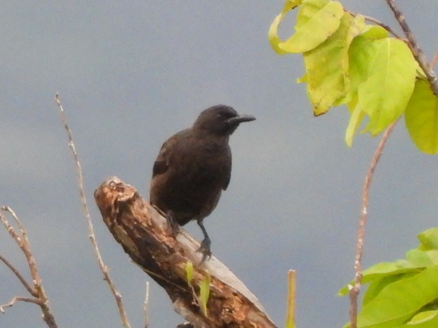Samoan Starling - ML643333990