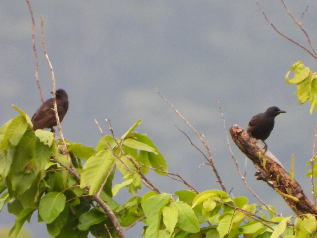 Samoan Starling - ML643333991