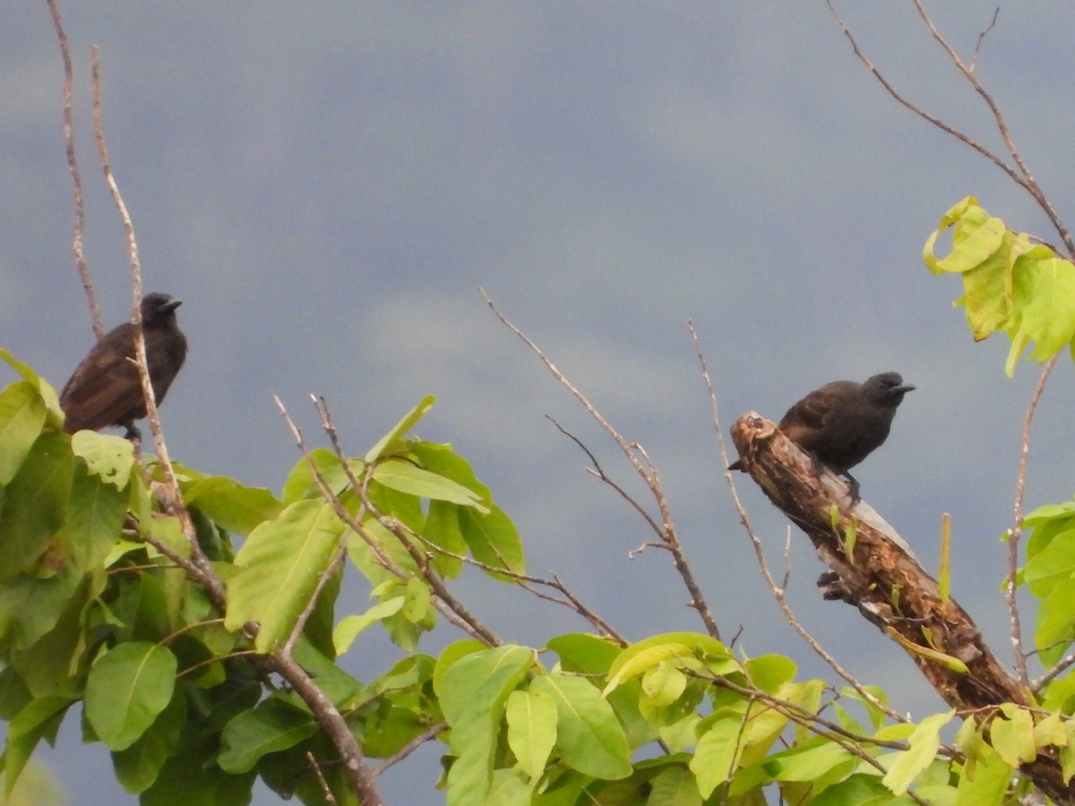 Samoan Starling - ML643333992