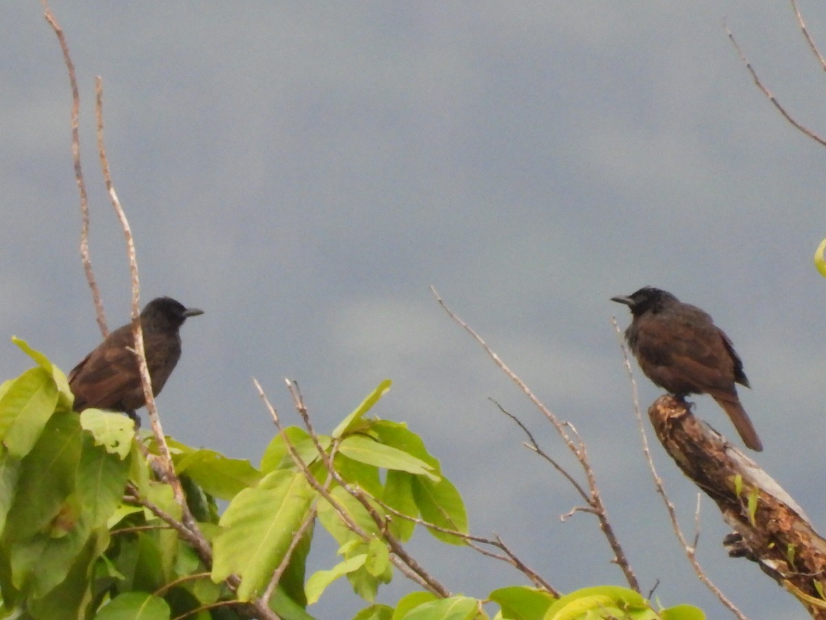 Samoan Starling - ML643333993