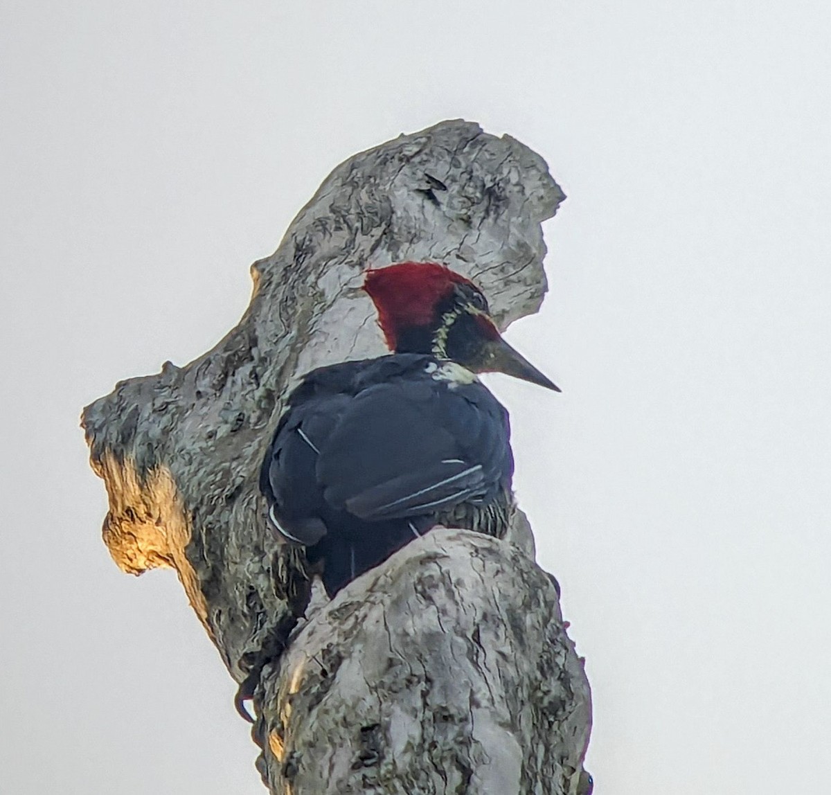 Lineated Woodpecker - ML643333999