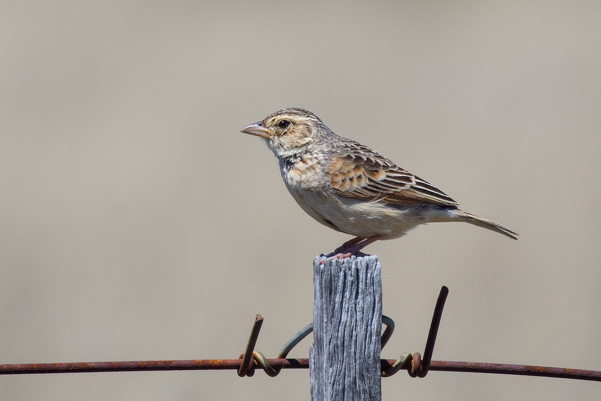 Singing Bushlark - ML643334001