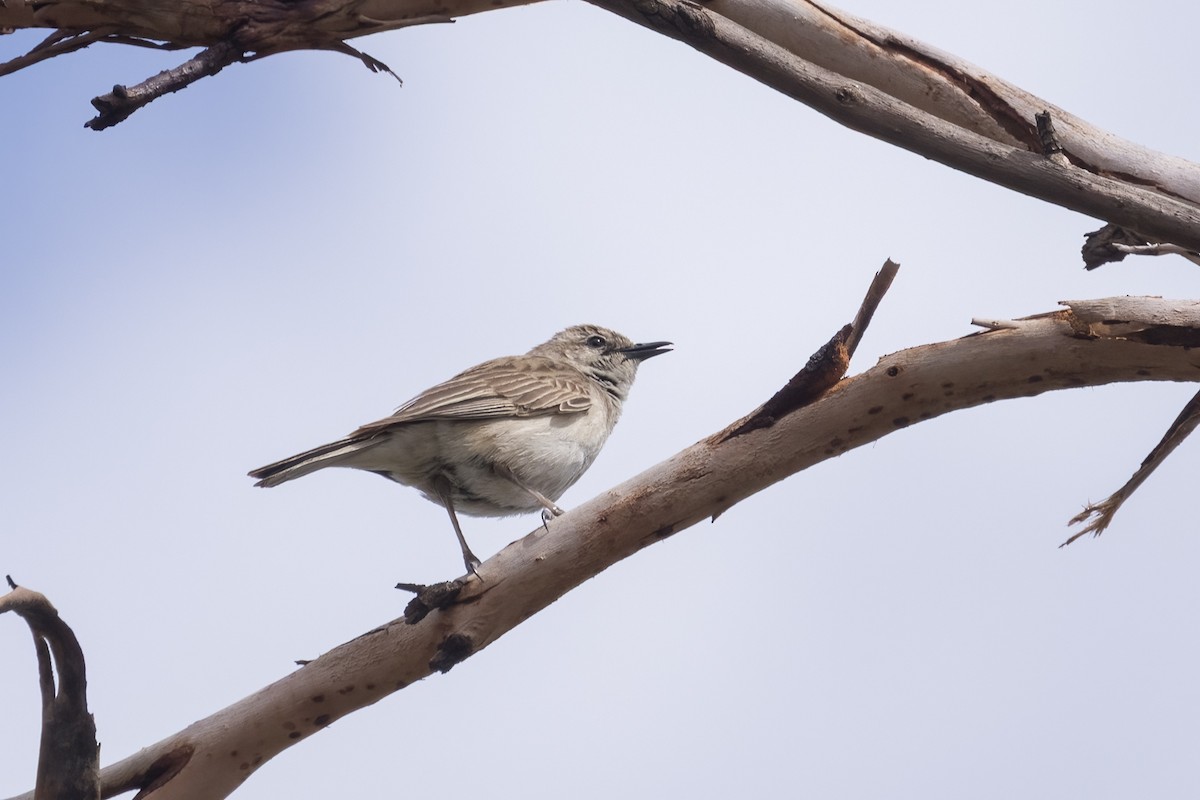 Rufous Songlark - ML643334014