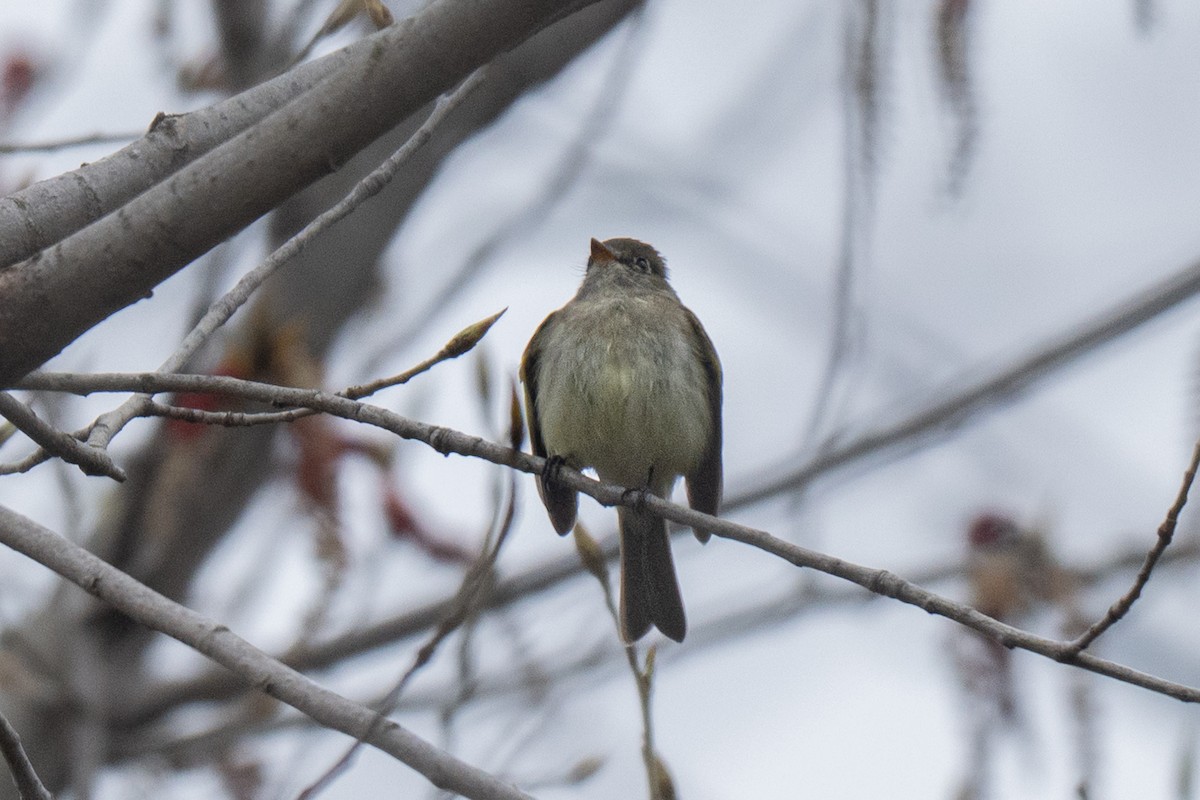 Least Flycatcher - ML643334040