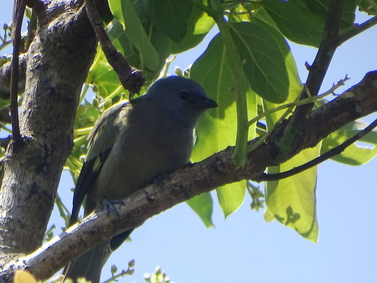 Yellow-winged Tanager - ML643334041