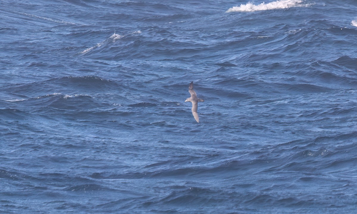 Fulmar Boreal - ML643334052
