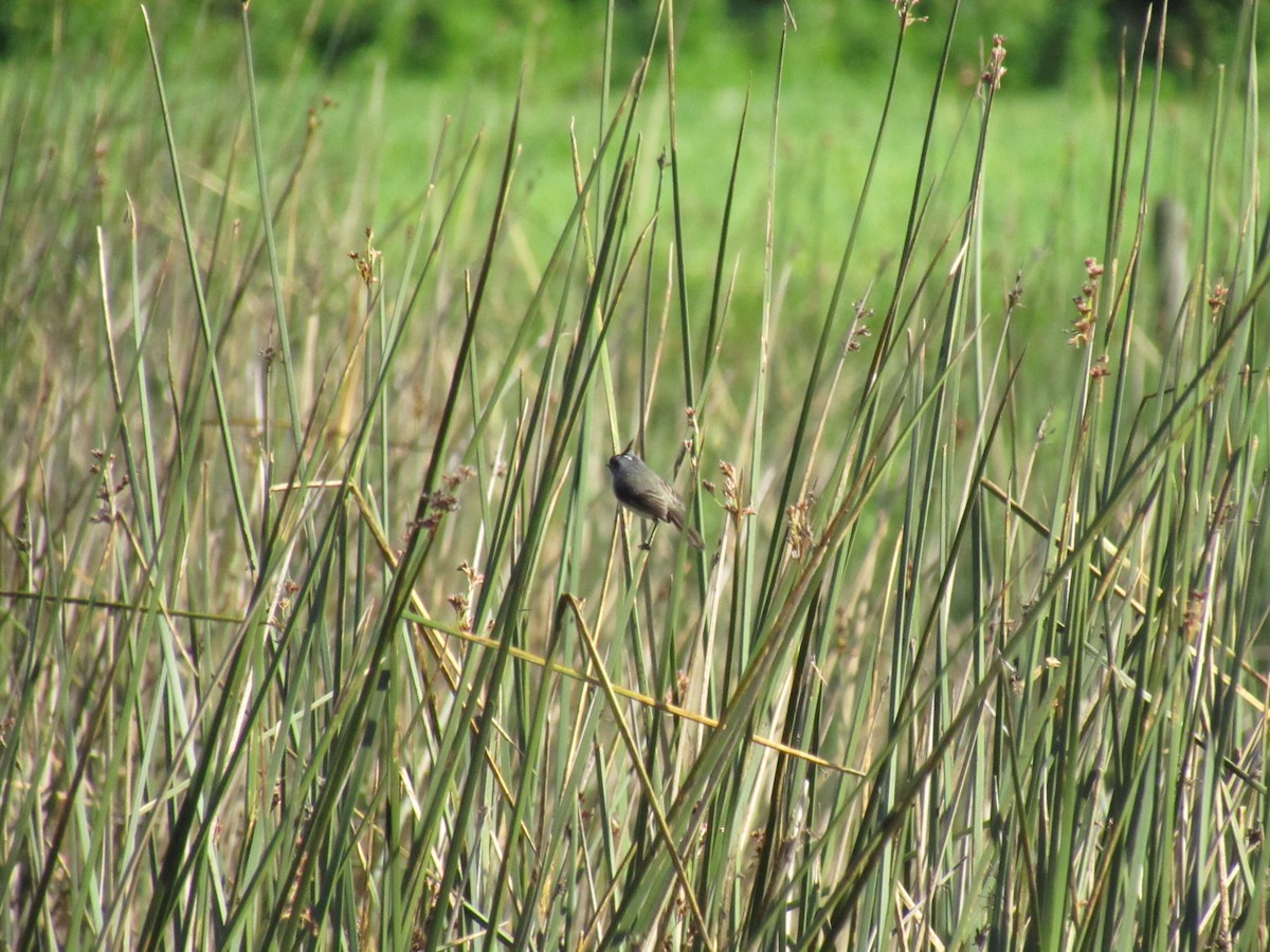 Taurillon mésange - ML643334055
