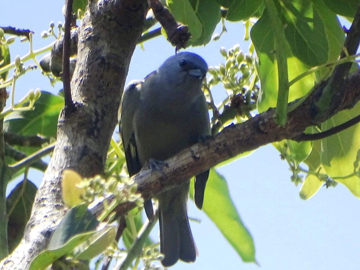 Yellow-winged Tanager - ML643334068