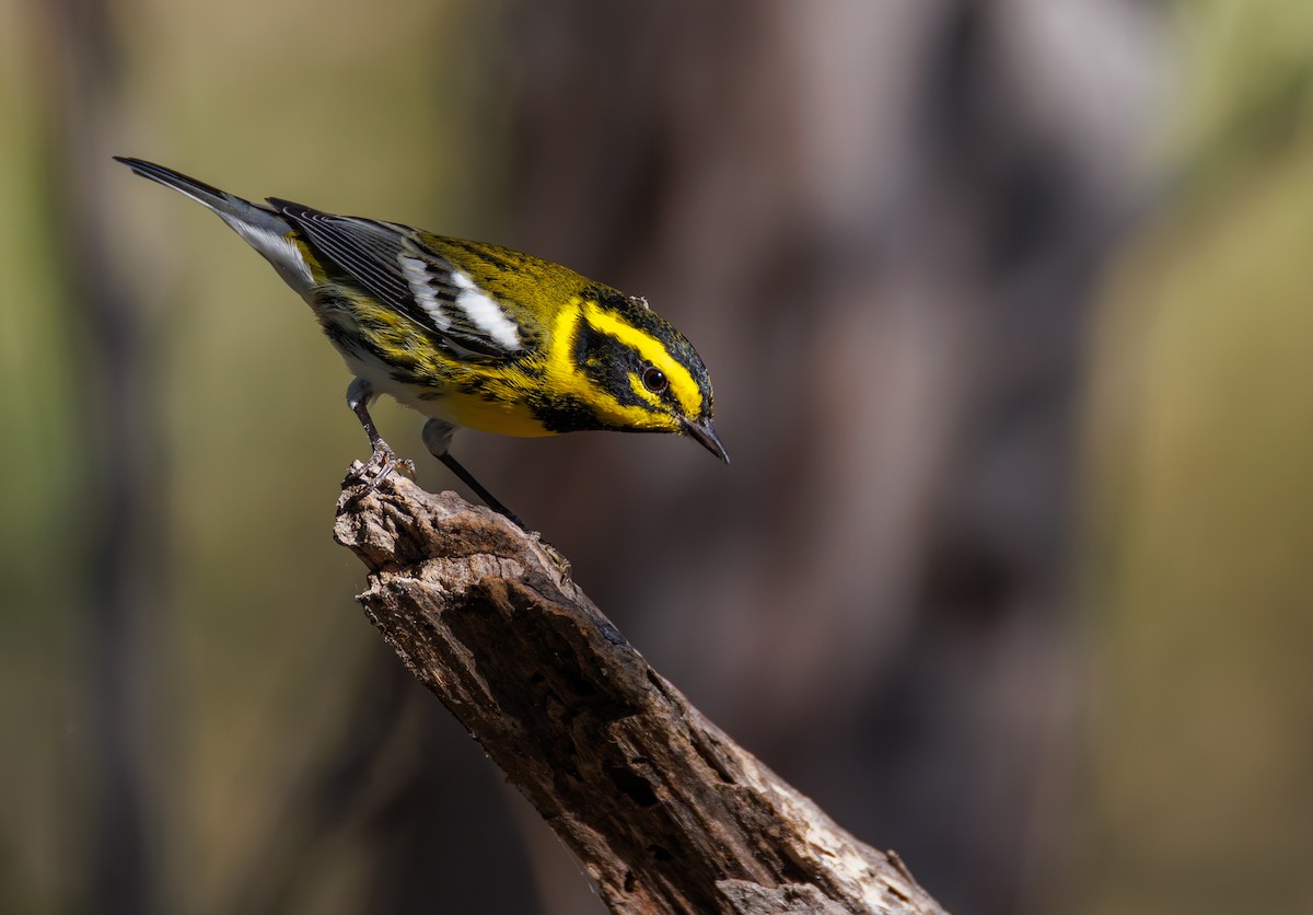 Townsend's Warbler - ML643334069
