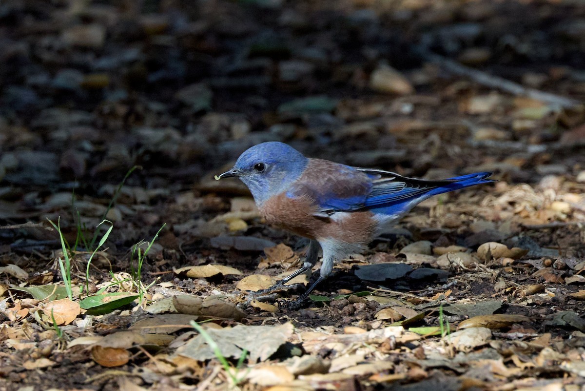 Western Bluebird - ML643334072