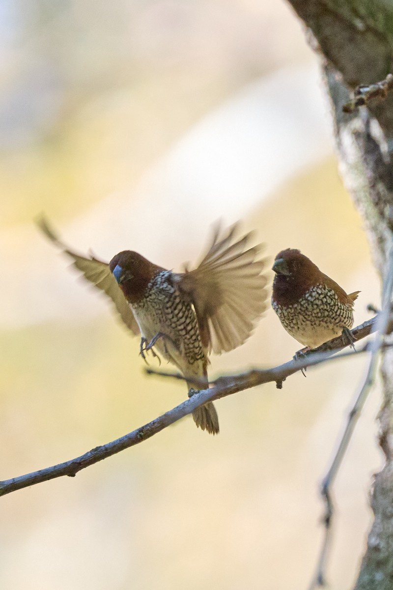 Scaly-breasted Munia - ML643334093