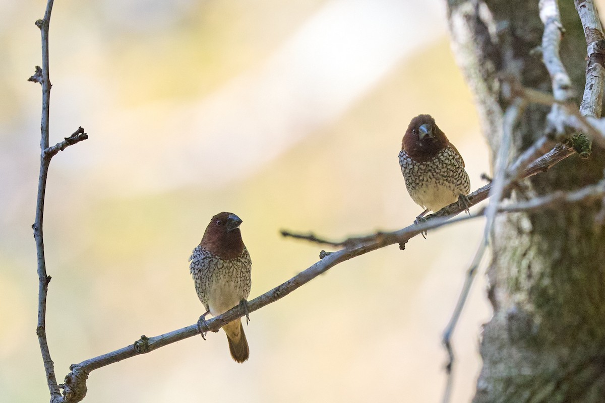 Scaly-breasted Munia - ML643334094