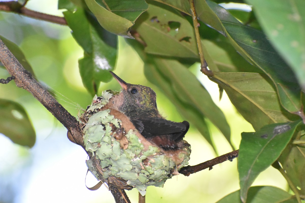 Rufous-tailed Hummingbird - ML643334106