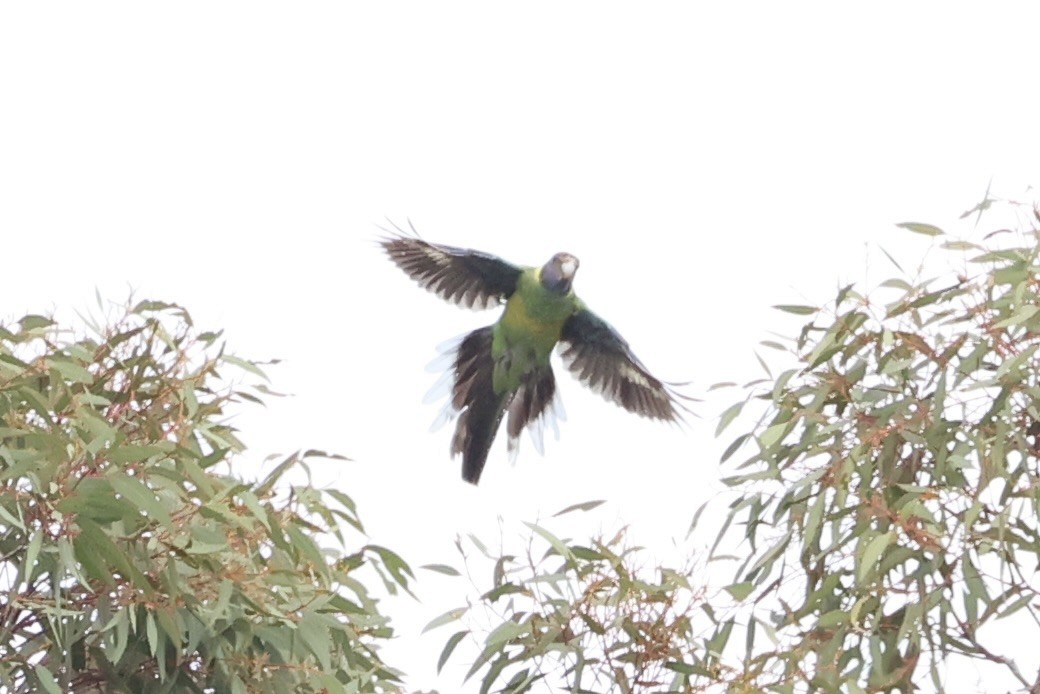 Australian Ringneck - ML643334119