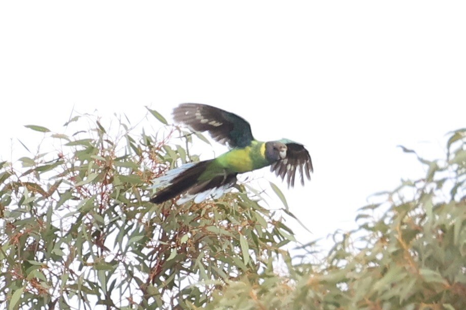 Australian Ringneck - ML643334120