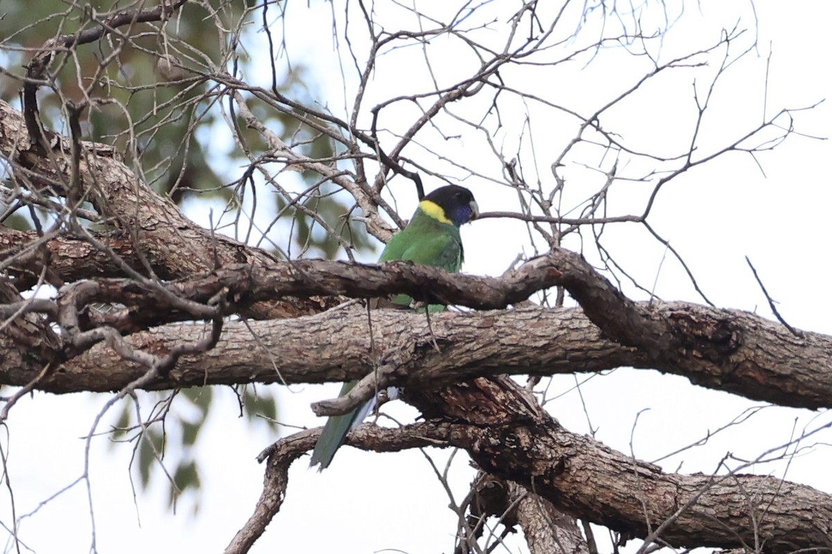 Australian Ringneck - ML643334121