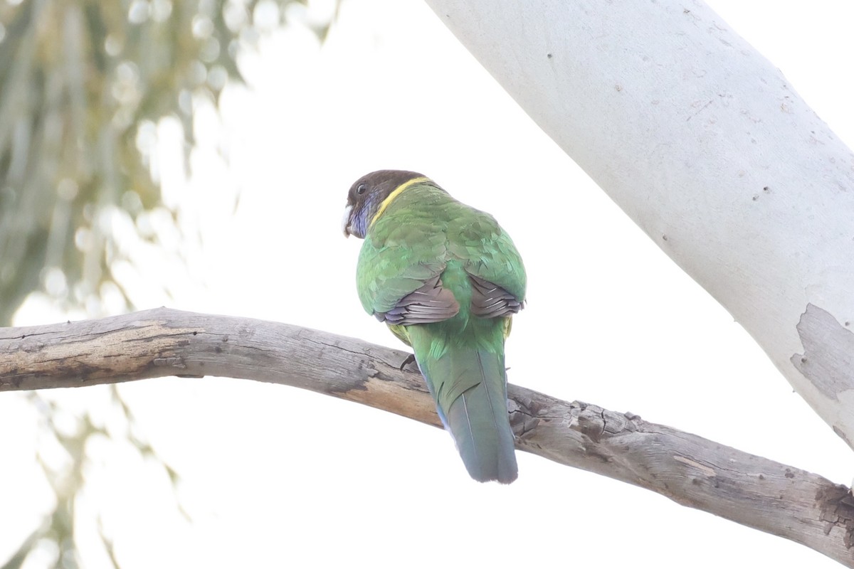 Australian Ringneck - ML643334123