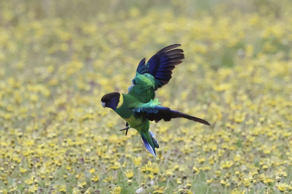 Australian Ringneck - ML643334124