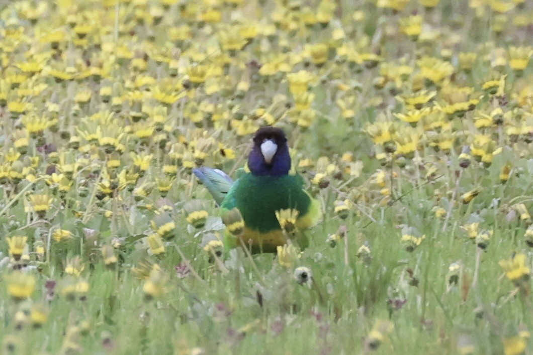 Australian Ringneck - ML643334126