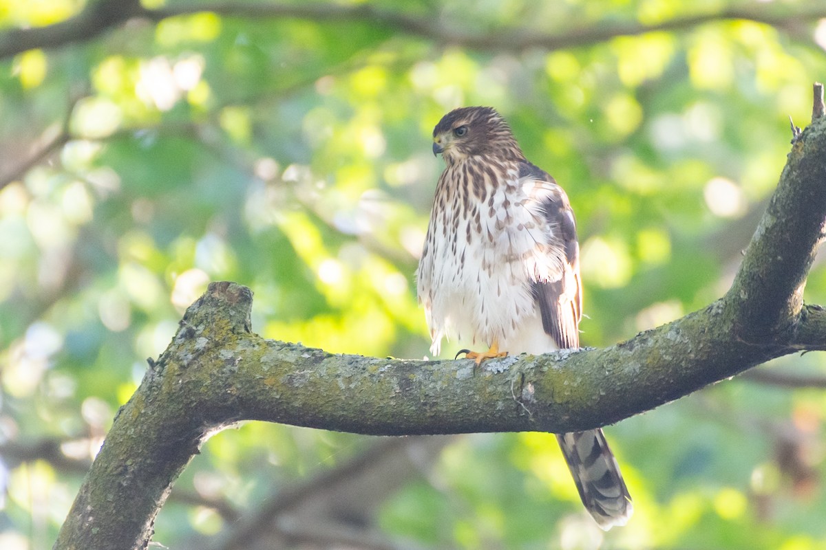 Cooper's Hawk - ML643334132