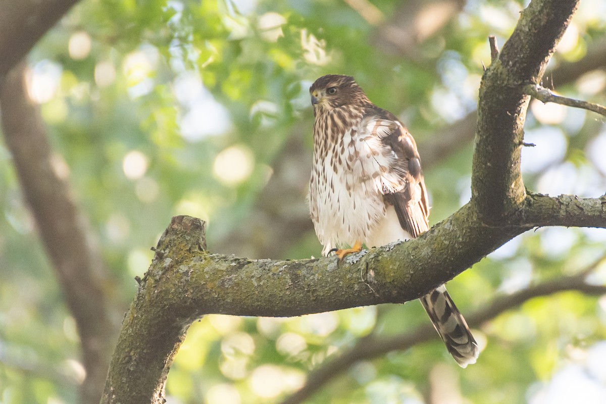 Cooper's Hawk - ML643334133