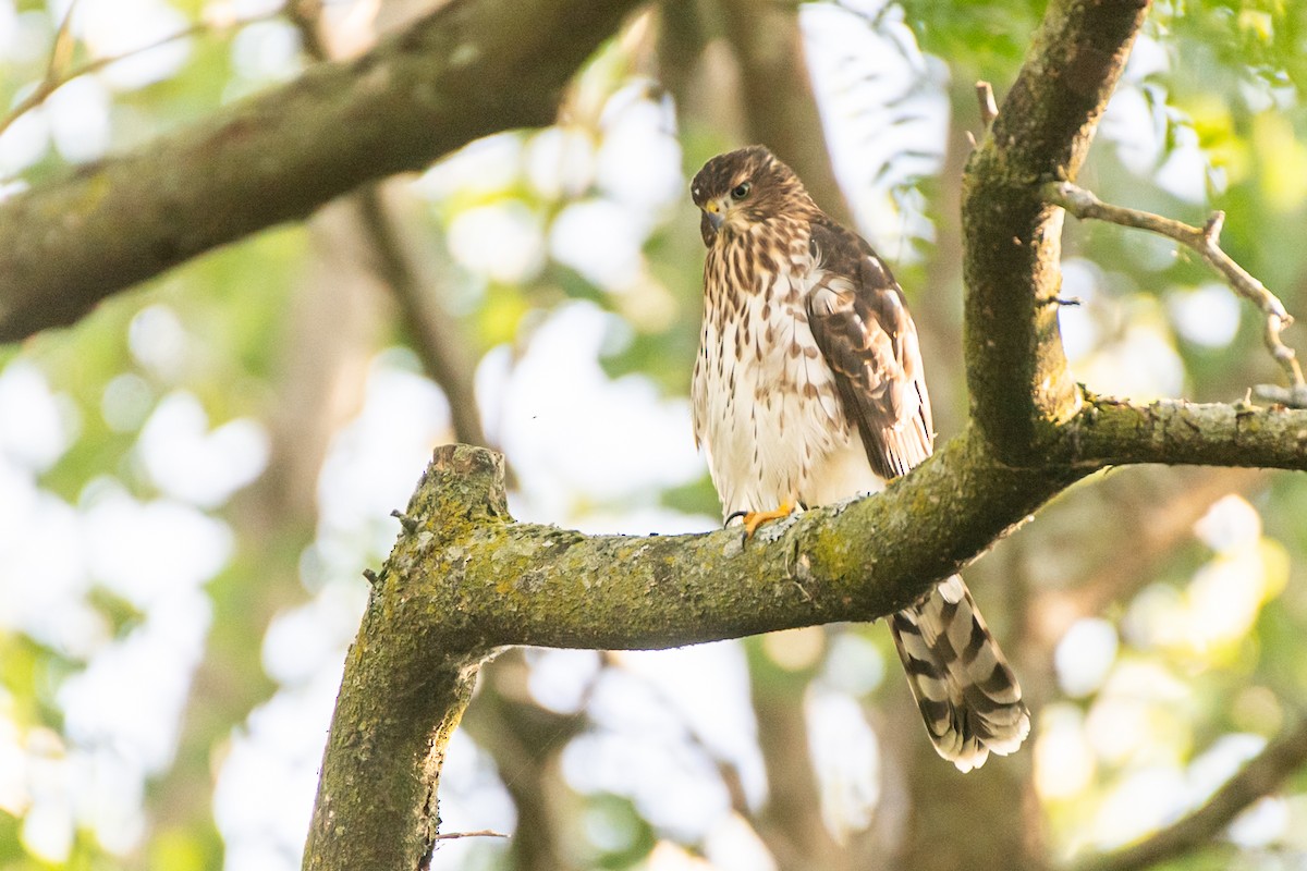Cooper's Hawk - ML643334134
