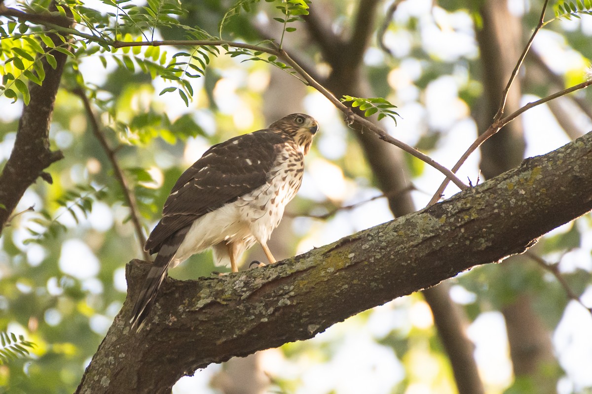 Cooper's Hawk - ML643334135