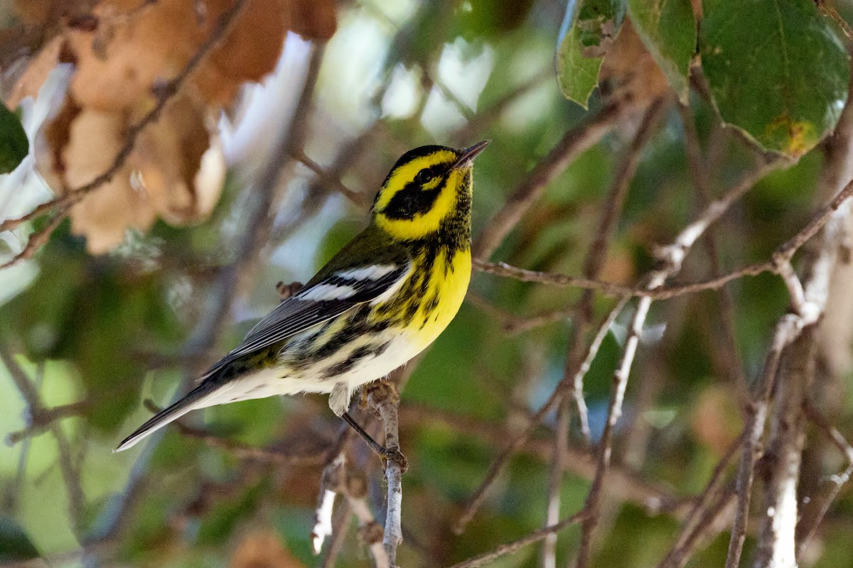 Townsend's Warbler - ML643334136