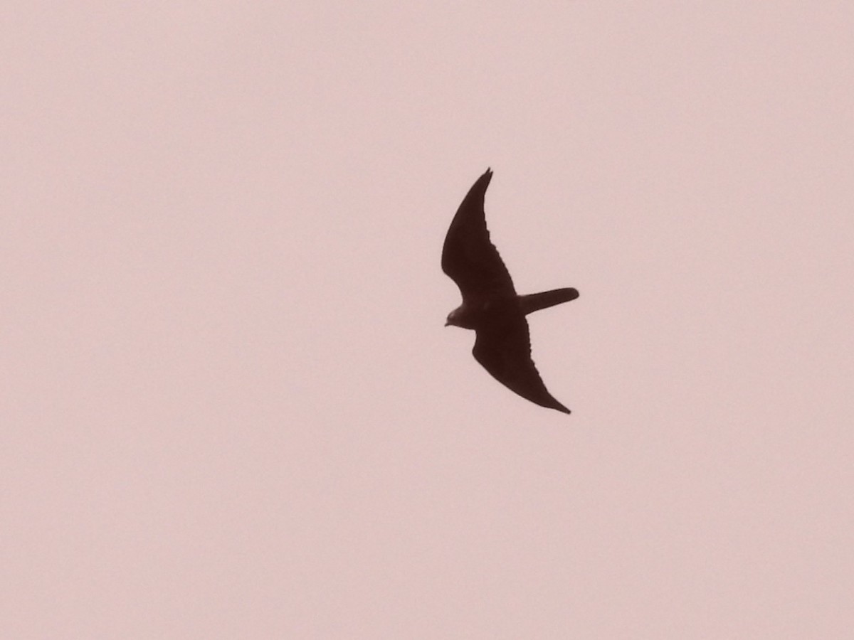 Black Falcon - ML643334139